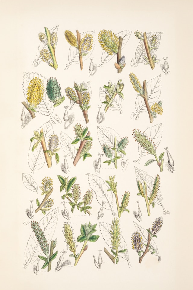 Rickena Grade-A organic psyllium husk supplement by Systler